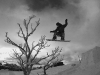 tree-jump800
