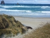 Sea Lions 