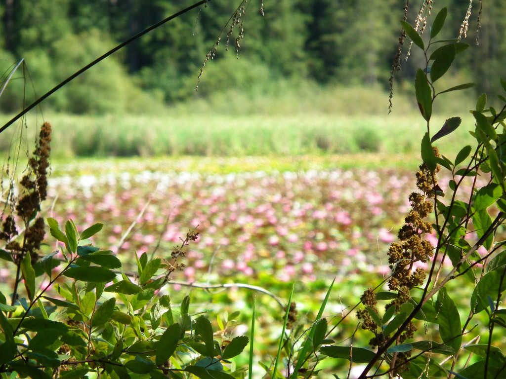 The lake in Stanley Park, covered by lilies, surrounded by shrubs.