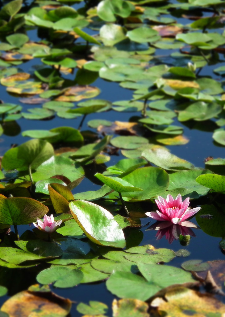beaver lake close up of lilies