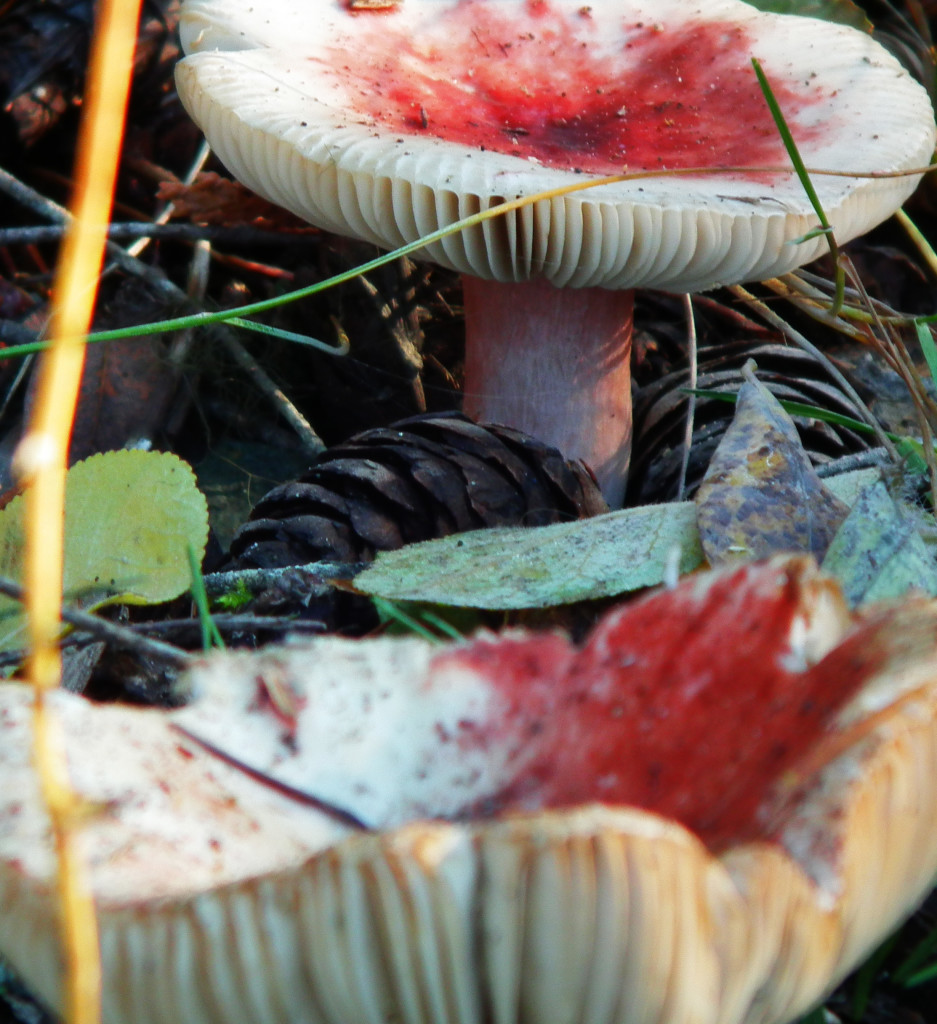 Image of red mushrooms close-up