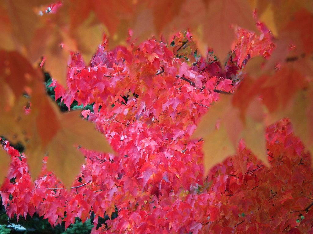 Red Leaves in the Whistler Fall