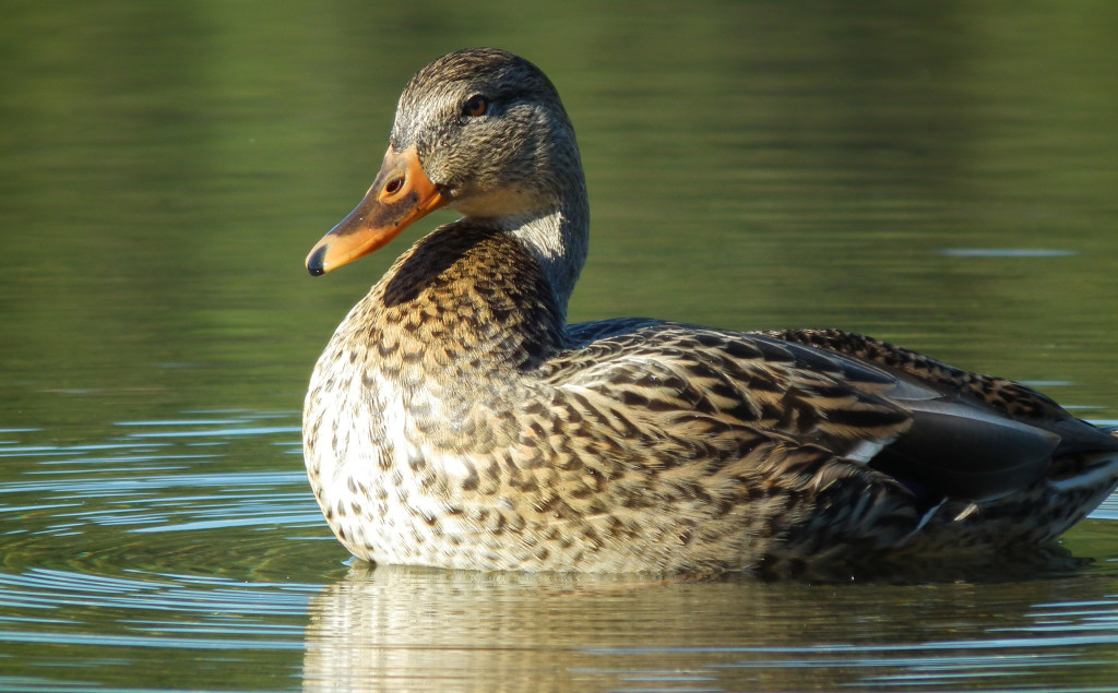 photo of duck in lost lake whistler