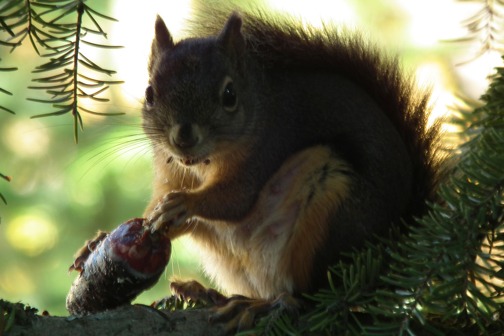 photo squirrel whistler