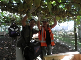 kiwi-fruit-picking-tauranga-and-te-puke