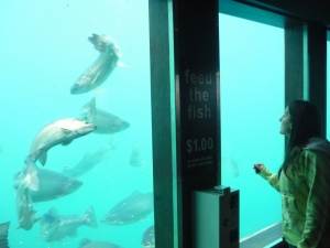 Queentown Underwater Viewing