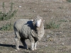 Wanaka Sheep