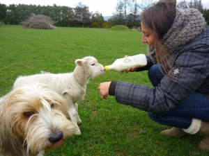 ambre feeding lamb in dunedin