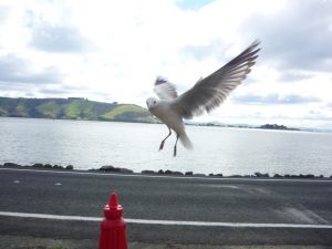 seagull attack